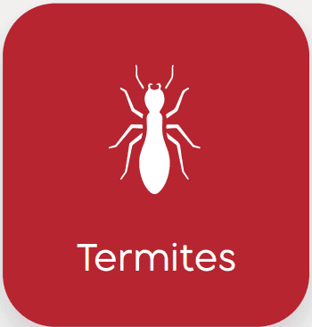termite