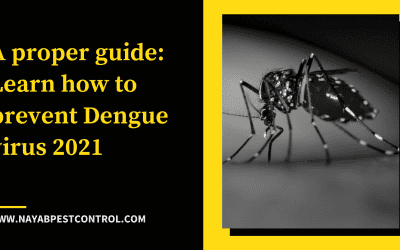 A proper guide: Learn how to prevent Dengue virus 2021