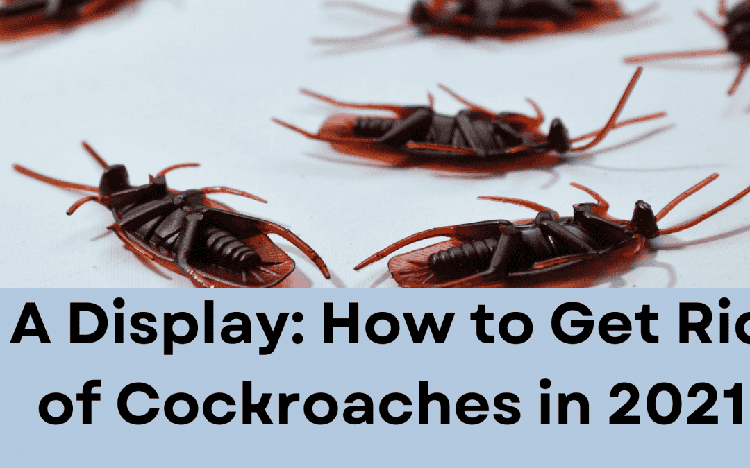 Cockroach control services