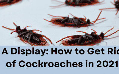 A Display: How to Get Rid of Cockroaches in 2021