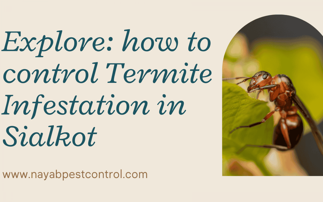 Explore: how to control Termite Infestation in Sialkot