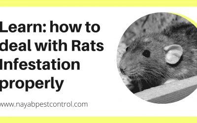 Learn: how to deal with Rats Infestation properly