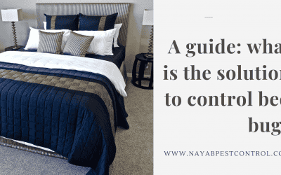 A guide: what is the solution to control bed bugs
