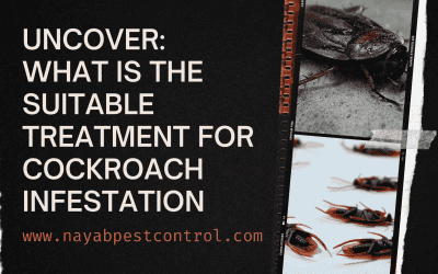 Uncover: What is the Suitable Treatment for Cockroach Infestation